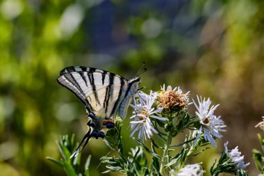 Kelebek Podalirius, Latince adı iphiclides podalirius. Yaz günü bahçede bir çiçekle besleniyor..