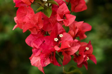 Bahçede çiçek açan Bougainvillea buketi. Bougainvillea çiçekleri ve çiçek arkaplanı.
