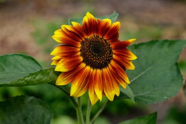 Ateşli kırmızı ve sarı yapraklı canlı ayçiçeği. Bir yaz çiçeği tam güneş ışığında ışıl ışıl parlar..