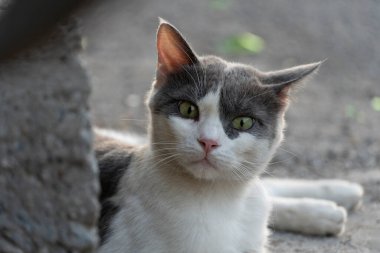 Gri ve beyaz bir kedi beton bir yüzeye uzanır, yarısı güneş ışığında, yarısı da gölgede. Sıcak ışık kürk dokusunu vurgular ve huzurlu ve huzurlu bir atmosfer yaratır.