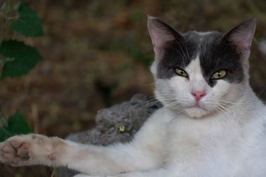 Beyaz ve gri ceketli, sarı gözlü, pembe burunlu, yeşil yaprakların önünde uzanan ve arka planda taş olan rahat bir kedinin yakın çekimi.