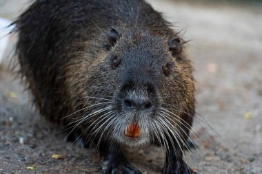 Hindistan cevizli bir coypu 'nun detaylı görüntüsü kaba kürk, bıyık ve yarı su sulak yaşam ve doğa fotoğrafçılığı için mükemmel olan doğal yaşam ortamında etkileyici gözler.