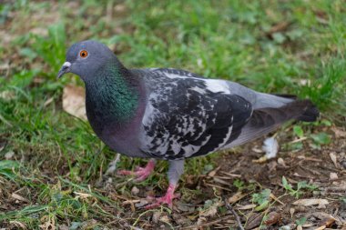 Yerde duran, tüy dokusu ve doğal çevresiyle yakalanmış sıradan bir kaya güvercininin yakın plan fotoğrafı. Eğitim, kentsel yaban hayatı ve doğa temalı içerikte kullanım için ideal