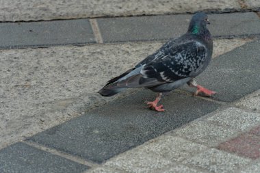 Yanardöner tüyleri olan bir güvercin dokulu bir kaldırımda yürüyor, şehir vahşi hayatının güzelliğini gözler önüne seriyor