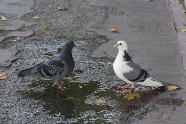Küçük bir su birikintisinin yanında ıslak bir kaldırımda duran iki güvercin. Şehir ortamında çekilen vahşi yaşam anı