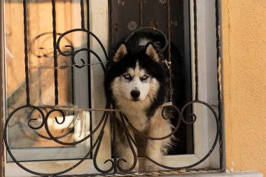 Yumuşak bir köpek dekoratif işlenmiş demir pencere ızgarasından bakar, şehir cazibesini ve meraklı hayvan hayatını yakalar.
