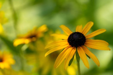 Koyu bulanık bir arka plana karşı tek bir sarı kır çiçeğinin yakın çekimi, doğa, çiçek ve botanik temalar için mükemmel.