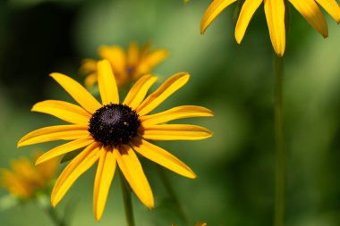 Koyu bulanık bir arka plana karşı tek bir sarı kır çiçeğinin yakın çekimi, doğa, çiçek ve botanik temalar için mükemmel.