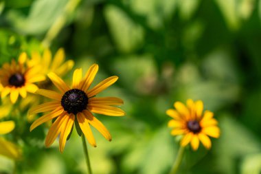Çiçek açan Rudbeckia Hiro çiçeklerine yakın plan parlak sarı yapraklar ve koyu kahverengi merkezler, doğal bir bahçe ortamında yeşil yapraklarla çevrili.