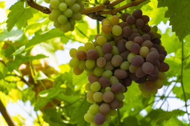 Olgun yeşil ve kırmızı üzümlerin yakın plan çekimi parlak güneş ışığı altında asılıdır. Gıda, tarım ve şarapla ilgili konular için mükemmeldir.