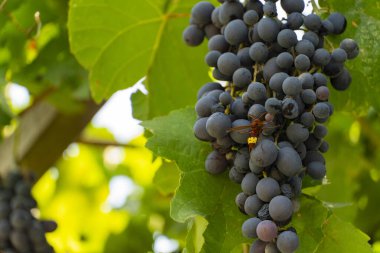 Olgun yeşil ve kırmızı üzümlerin yakın plan çekimi parlak güneş ışığı altında asılıdır. Gıda, tarım ve şarapla ilgili konular için mükemmeldir.