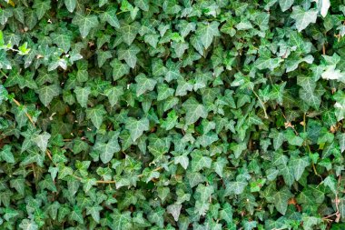 Canlı yeşil sarmaşık yapraklarından oluşan yoğun bir duvar. Karmaşık doğal desenler ve dokular sergiliyor.