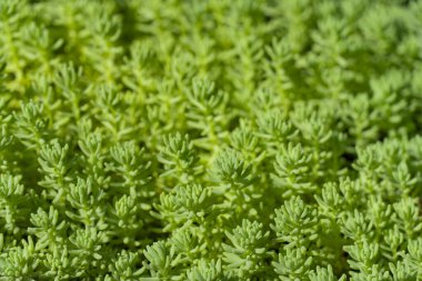 Canlı yeşil sulu bitkilerin yakın plan görüntüsü. Karmaşık yaprak şekillerini ve yemyeşil büyümelerini gösteriyor. Doğa, bahçıvanlık ve botanik temalar için ideal.