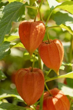 Güneş ışığında yeşil saplara asılmış canlı turuncu fenerlerin yakın çekimi botanik, bahçıvanlık ve mevsimlik sonbahar temaları için mükemmeldir.