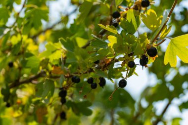 Yeşil yaprakların üzerine yayılmış, güneş ışığında parlayan, doğa, makro ve böceklerle ilgili konular için ideal, narin bir örümcek ağına yakın plan.