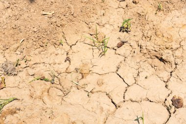 Kuru, çatlamış, küçük yeşil lahanalı toprağın yakın çekimi, kuraklığı, iklim değişikliğini ve çevresel zorlukları simgeliyor.