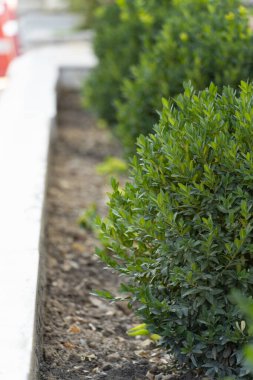 Bahçedeki yemyeşil yapraklarla çevrili sarı tomurcuklara yakın çekim. Bahçe işleri, doğa, botanik ve çiçeklerle ilgili konular için ideal.