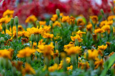 Yumuşak, bulanık ve yeşil arka planı olan bir bahçede çiçek açan sarı kadife çiçeklerinin canlı yakın çekimi. Mevsimsel, botanik veya bahçeyle ilgili içerikte kullanmak için ideal