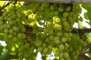 Sarmaşıkta asılı taze yeşil üzüm kümeleri parlak güneş ışığı altında. Doğal çiftçiliği ve organik meyveyi sembolize eden canlı bir görüntü.