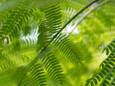 Tropikal yeşil yapraklı yumuşak odaklı soyut bir arka plan. Doğal desen, eğrelti otu gibi narin yaprakların arasından süzülen güneş ışığıyla oluşur. Çevre dostu ve botanik tasarım kavramları için mükemmel.