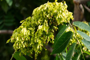 Yeşil kanatlı tohum kümesinin yakın plan görüntüsü ya da canlı yeşil yapraklı bir ağaç dalından sarkan samaralar. Doğal gün ışığı ve zengin yapraklar yeni ve bitkisel bir geçmiş yaratır.