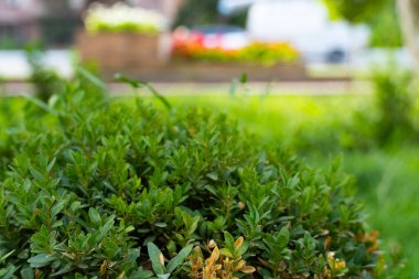 Bahçedeki yemyeşil çalıların doğal yakın çekimi bulanık bir arka plan ve sıcak gün ışığı ile. Ekonomik kavramlar ya da doğal altyapılar için ideal