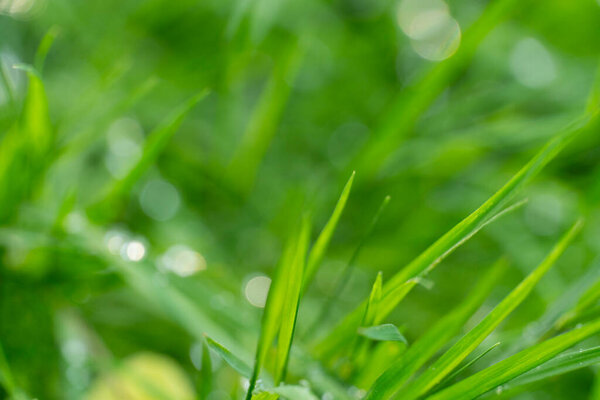 Close-up of fresh green grass blades covered with sparkling dew drops in morning light. Perfect for nature, freshness, health, and eco-friendly designs