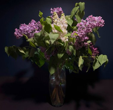 Cam bir vazoda koyu bir arka planda duran zarif leylak çiçekleri. Canlı, mor, beyaz ve yeşil yapraklı pembe çiçeklerin sergilendiği kasvetli bir hayat.