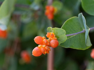 Yapraklı yeşil bir bitkide yetişen küçük portakal meyvelerinin Macro fotoğrafı. Canlı meyveler ve yumuşak odaklı arka plan vahşi bitki örtüsünün doğal güzelliğini vurgular.