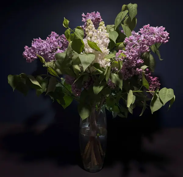 Cam bir vazoda koyu bir arka planda duran zarif leylak çiçekleri. Canlı, mor, beyaz ve yeşil yapraklı pembe çiçeklerin sergilendiği kasvetli bir hayat.