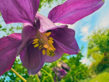 Bulanık yeşil bahçe ve mavi gökyüzü arkaplanı karşısında sarı keklerle dolu canlı mor bir çiçeğin makro fotoğrafı. Parlak ve renkli bahar çiçekleri yakın plan.