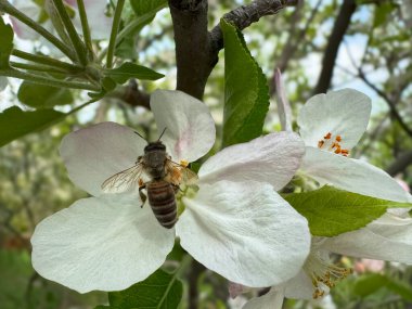 Güneşli bir bahar bahçesinde çiçek açan bir elma çiçeğinden nektar toplayan bir arıya yakın çekim. Tozlaşmanın ve doğanın güzelliğinin canlı bir sembolü.