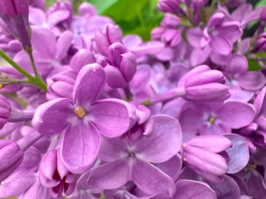 Canlı pembe ve mor tonlarda çiçek açan leylak çiçeklerinin yakın çekimi. Güzel makro çekim. Bahar çiçeklerinin narin dokusunu ve doğal güzelliğini yakalıyor.