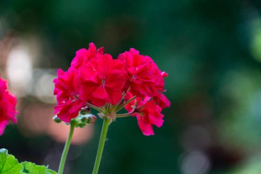 Canlı kırmızı sardunya çiçeklerinin yakın plan görüntüsü yumuşak odaklı yeşil arka planda. Zengin renk ve narin taç yaprakları yazın doğal güzelliğini vurgular