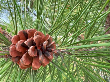 Bir ağaç dalındaki çam kozalağının doğal orman ortamında keskin yeşil iğnelerle yakın çekimi. Yazın makro doğa detayı