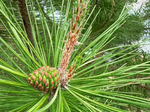 Bir ağaç dalındaki çam kozalağının doğal orman ortamında keskin yeşil iğnelerle yakın çekimi. Yazın makro doğa detayı