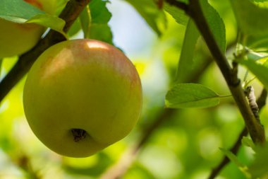Yaz güneşinde taze yaprakları olan bir ağaç dalında büyüyen olgun yeşil elmaların yakın çekimi. Bahçede doğal organik meyve hasadı