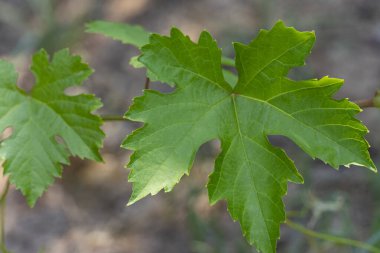 Taze, yeşil bir üzüm yaprağının güneş ışığında yakın çekimi. Bağcılık, şarap üretimi, tarım ve organik tarım konuları için doğal altyapı