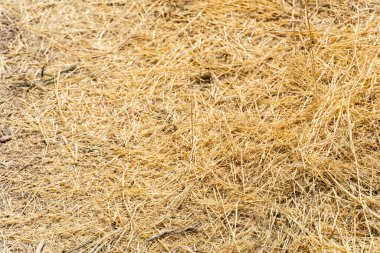Kuru saman dokusuna yakın çekim. Tasarım, tarım kavramları ve organik saman desenleri için uygun doğal saman arka plan