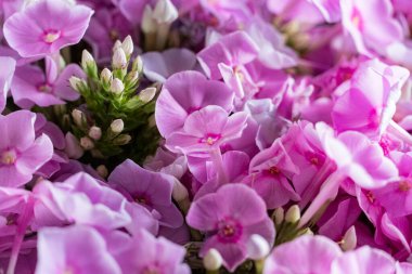 Zarif taç yaprakları ve sarı pullu canlı pembe ve mor çiçeklerin yakın plan çekimi, botanik veya dekoratif kullanım için mükemmel, gür ve renkli bir arkaplan oluşturur.