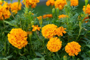 Parlak turuncu kadife çiçekleri, yemyeşil yapraklar, canlı renkler, zengin dokular ve bahçedeki doğal güzellikler.