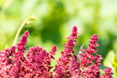 Yumuşak yeşil bokeh çiçekli canlı morumsu çiçekleri yakın plan, botanik, doğa ve çiçek temalı tasarımlar için mükemmel.