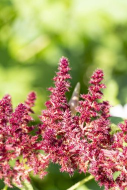 Yumuşak yeşil bokeh çiçekli canlı morumsu çiçekleri yakın plan, botanik, doğa ve çiçek temalı tasarımlar için mükemmel.