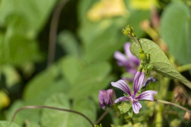 Canlı yeşil yaprakları ve narin mor çiçekleri olan vahşi bir sardunyanın yakın çekimi botanik, doğa ve bahçe temaları için mükemmeldir.