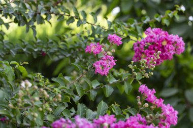 Canlı pembe mersin çiçekleri, narin dallı yapraklar ve yeşil yapraklı sarı keklikler. Doğa, bahçe ve çiçek temaları için mükemmel.