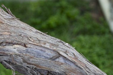 Yıpranmış, eğri büğrü bir ağaç dalına yakın çekim. Kabataslak desenli ve doğal desenli. Bulanık yeşil bir arka plan üzerine kurulmuş. Doğa, doku veya kırsal tasarım temaları için mükemmel