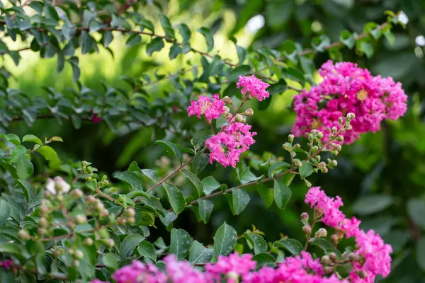 Canlı pembe mersin çiçekleri, narin dallı yapraklar ve yeşil yapraklı sarı keklikler. Doğa, bahçe ve çiçek temaları için mükemmel.