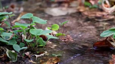 Kırsal bir bahçede akan temiz su akıntısı doğayı, yazı, sulamayı ve kırsal yaşam tarzını sembolize eder.