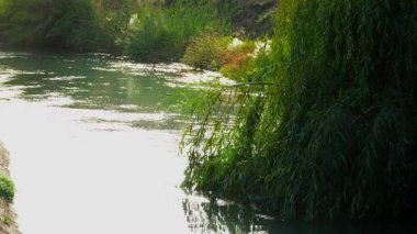 Güneş ışığı altında damlayan yağmur damlaları olan köknar dallarına yakın çekim. Taze, doğal ve huzurlu atmosfer, doğa, hava ve rahatlama temaları için mükemmel.