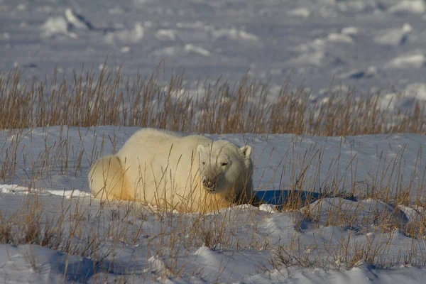 Hermoso Oso Polar Yaciendo Nieve Entre Hierba Ártica Cerca Churchill —  Fotos de Stock